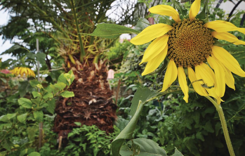 Ferienwohnung - Vodice , Kroatien - CDV894 20