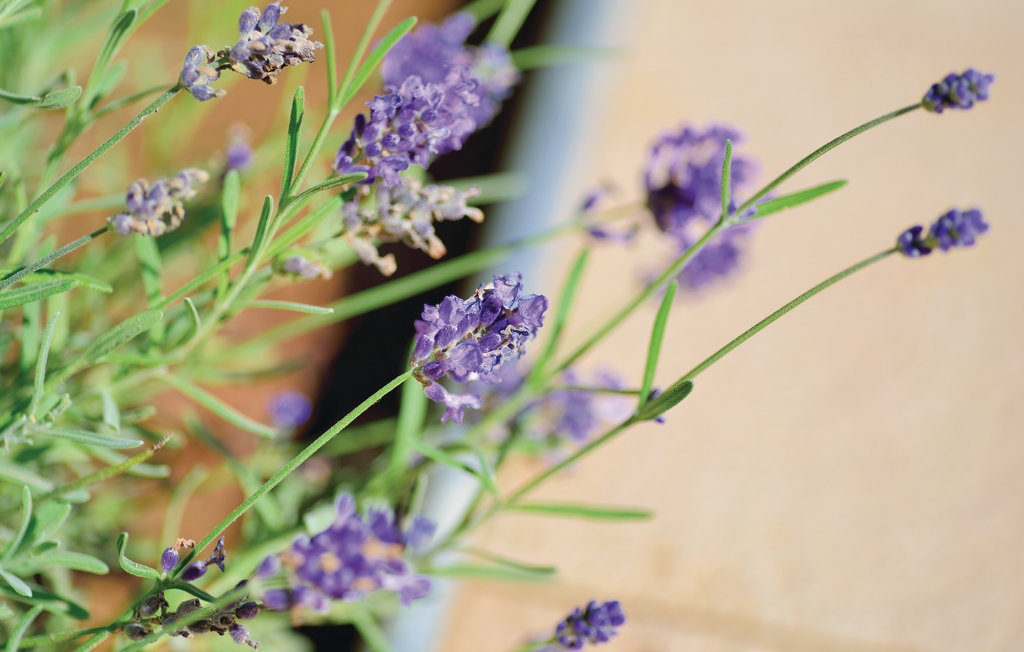 Lejlighed - Zadar , Kroatien - CDZ725 13