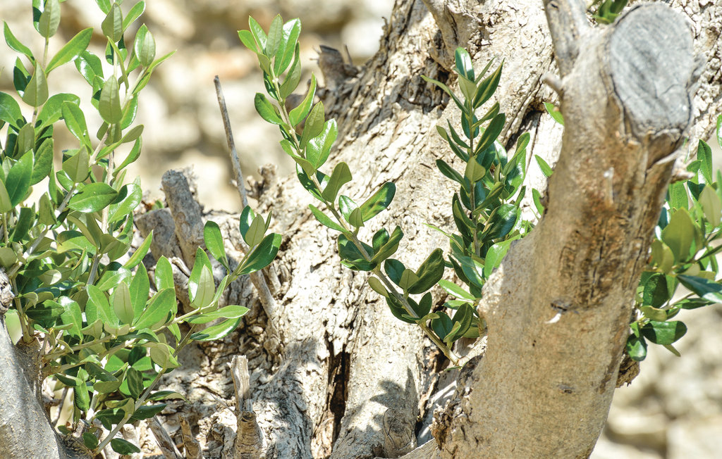 Ferienhaus - Biograd-Pakostane , Kroatien - CDZ575 28