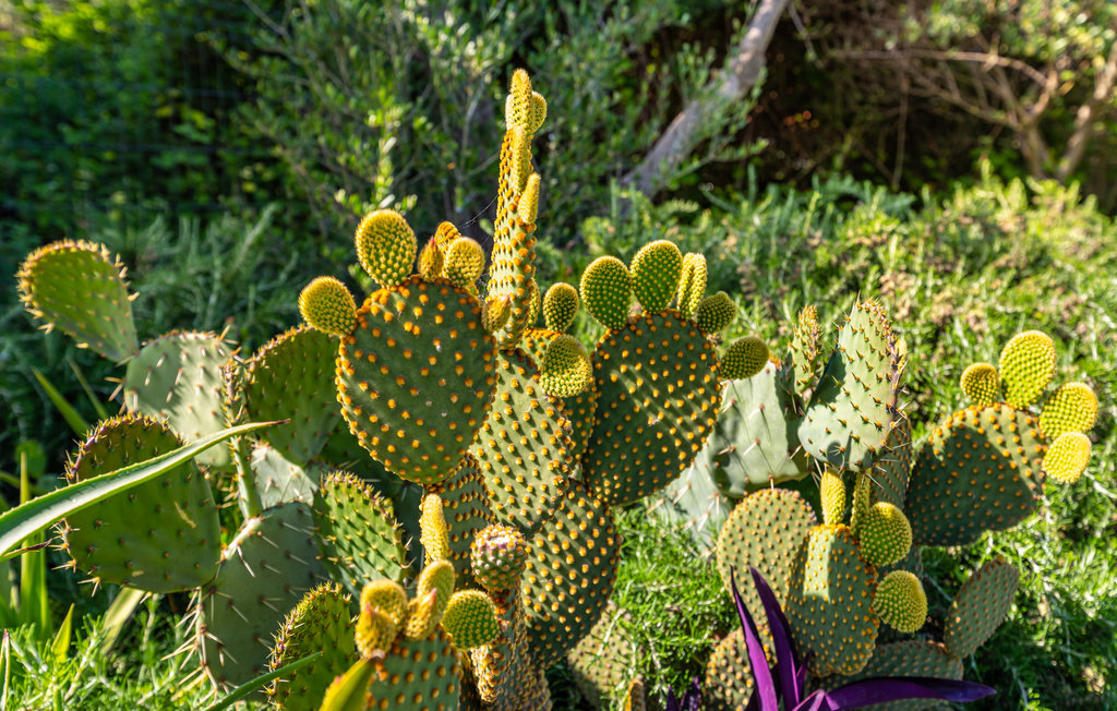 Feriehuse - Zadar-Bibinje , Kroatien - CDZ758 17