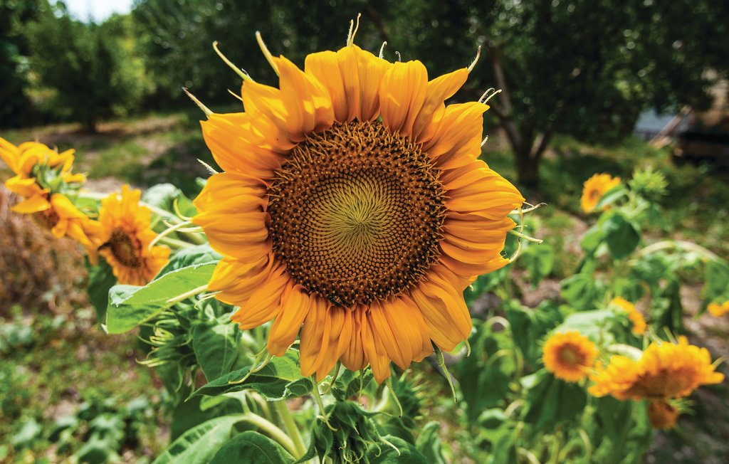 Ferienhaus - Biograd-Lisane Ostrovicke , Kroatien - CDZ839 20