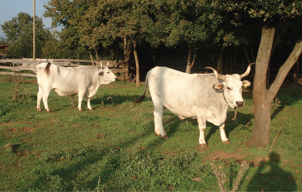 Feriehuse - Pula-Valtura , Kroatien - CIC494 37