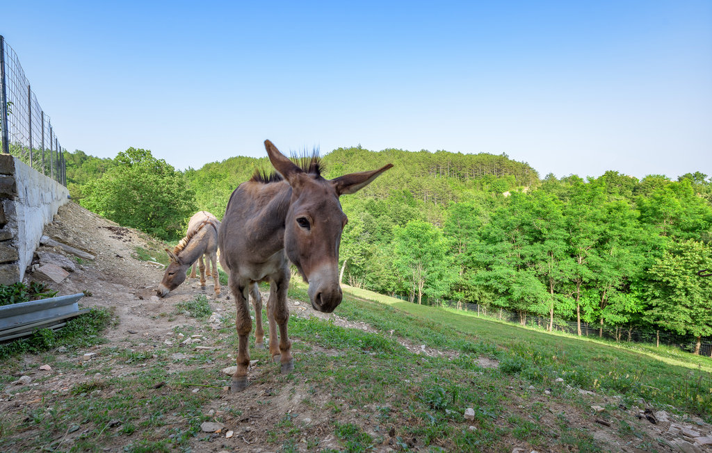 Ferieleilighet - Pazin-Cerovlje , Kroatia - CIC714 23