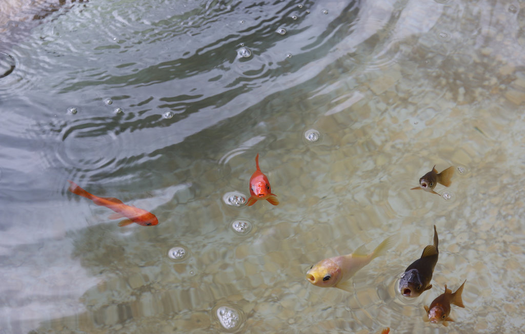 Feriehus - Pazin-Gologoricki Dol , Kroatia - CIC212 24