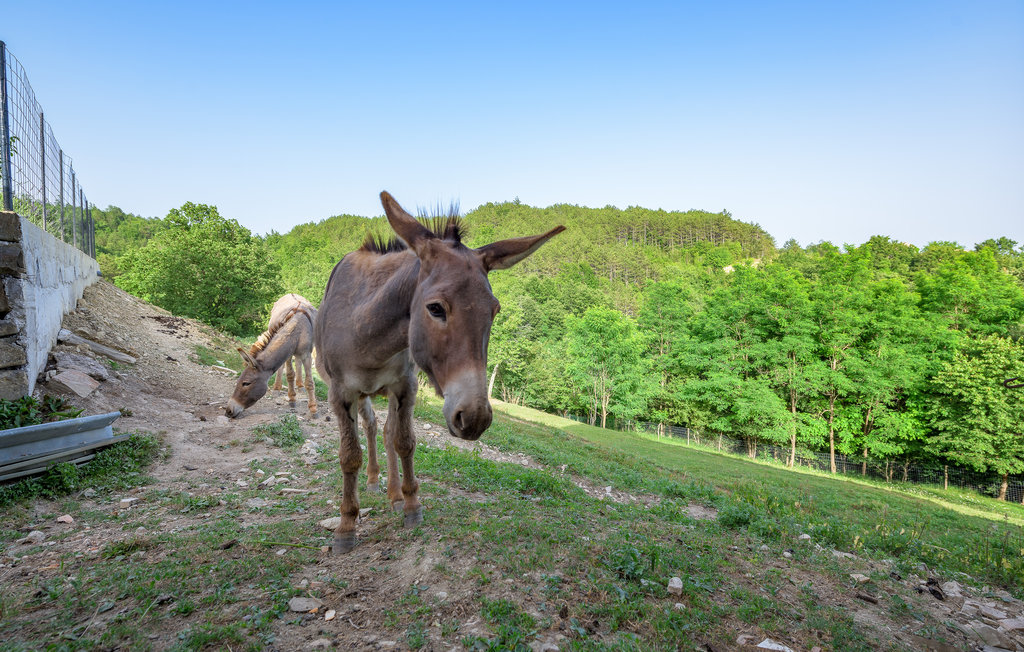 Ferieleilighet - Pazin-Cerovlje , Kroatia - CIC713 19