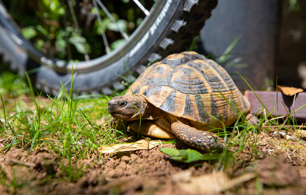 Feriehuse - Fazana , Kroatien - CIF906 22