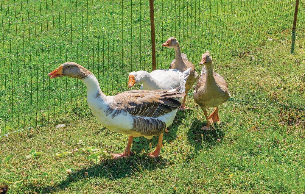 Feriehuse - Labin-Brnjci , Kroatien - CIK663 56