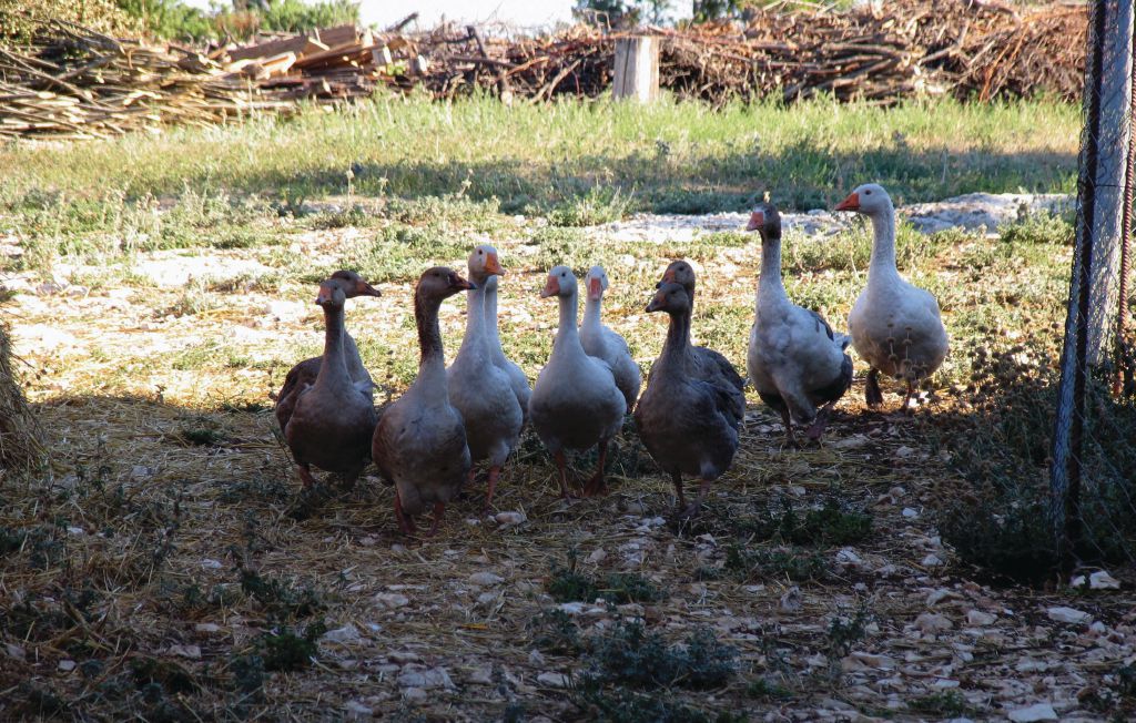 Ferienwohnung - Barban-Hrboki , Kroatien - CIL101 12