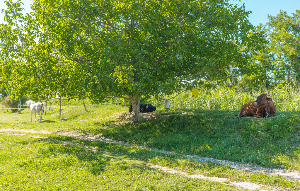 Ferienhaus - Umag-Plovanija , Kroatien - CIU531 44