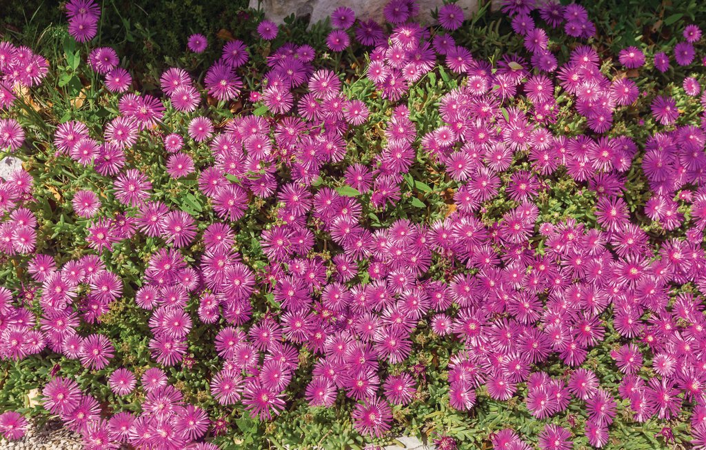 Feriehus - Krk-Garica , Kroatia - CKK614 20