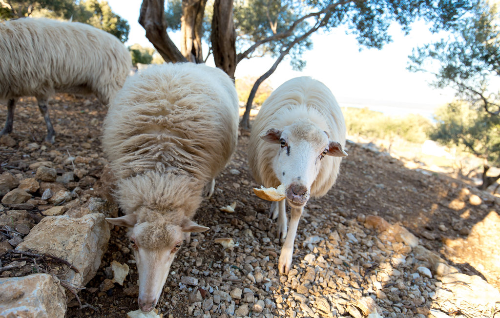Feriehuse - Losinj-Sveti Jakov , Kroatien - CKL288 17