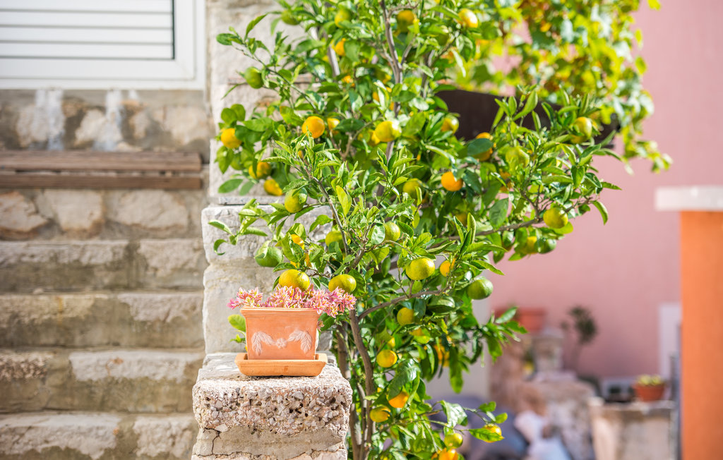 Feriehuse - Cres-Miholascica , Kroatien - CKL246 12