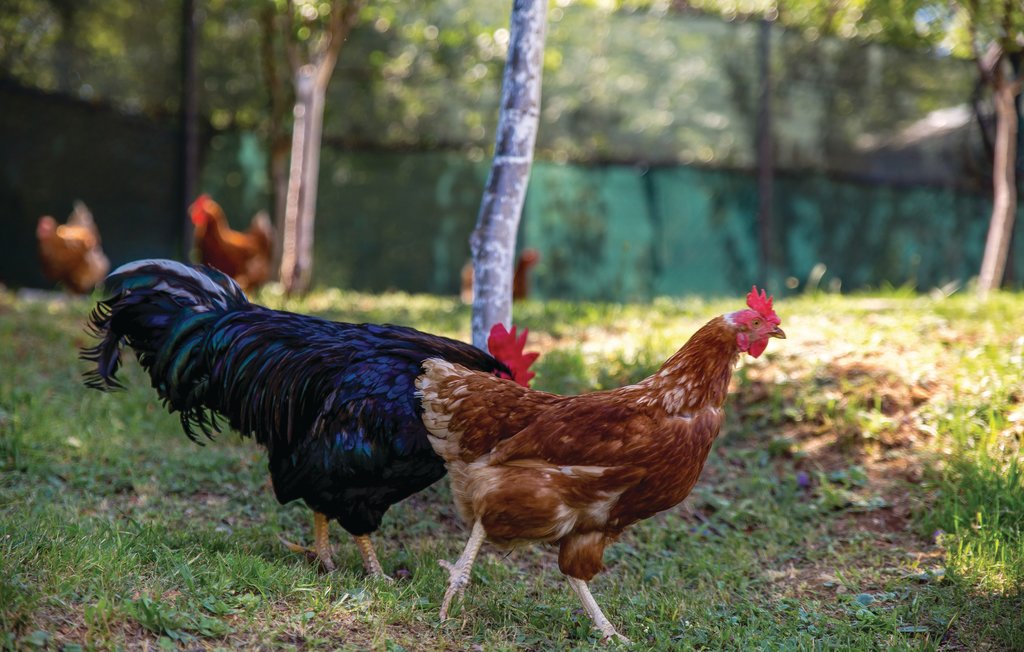 Feriehuse - Opatija , Kroatien - CKO489 19