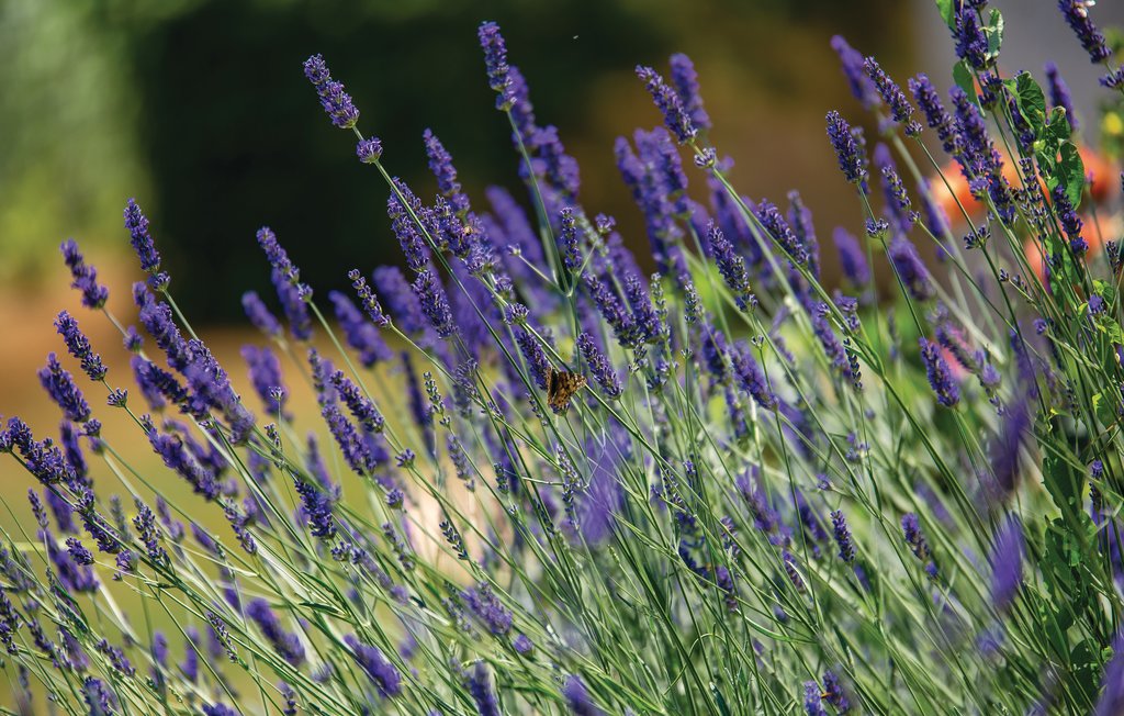 Feriehus - Opatija-Brsec , Kroatia - CKO226 17