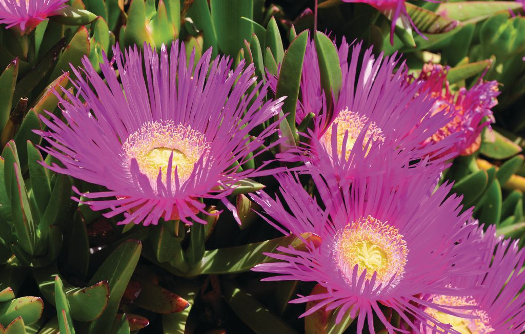 Ferienhaus - Pag-Vlasici , Kroatien - CKP381 35