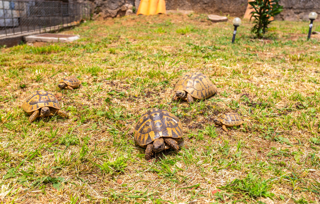 Lejlighed - Opatija-Pobri , Kroatien - CKU232 14