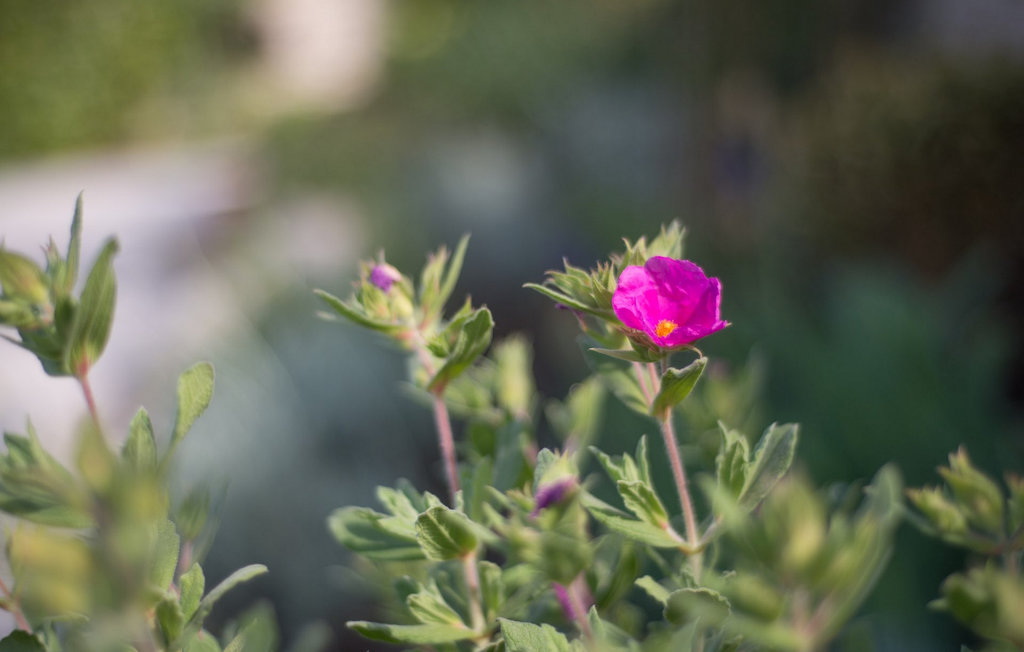 Feriehuse - Murter , Kroatien - CLD601 30