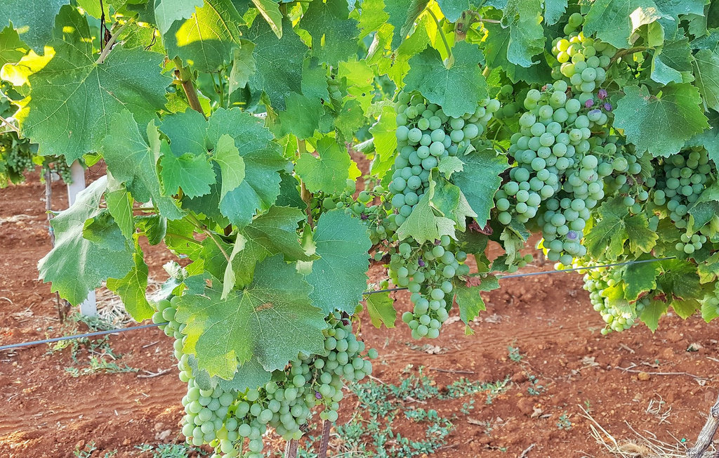 Feriehuse - Visnjan-Kastelir , Kroatien - CLI109 10