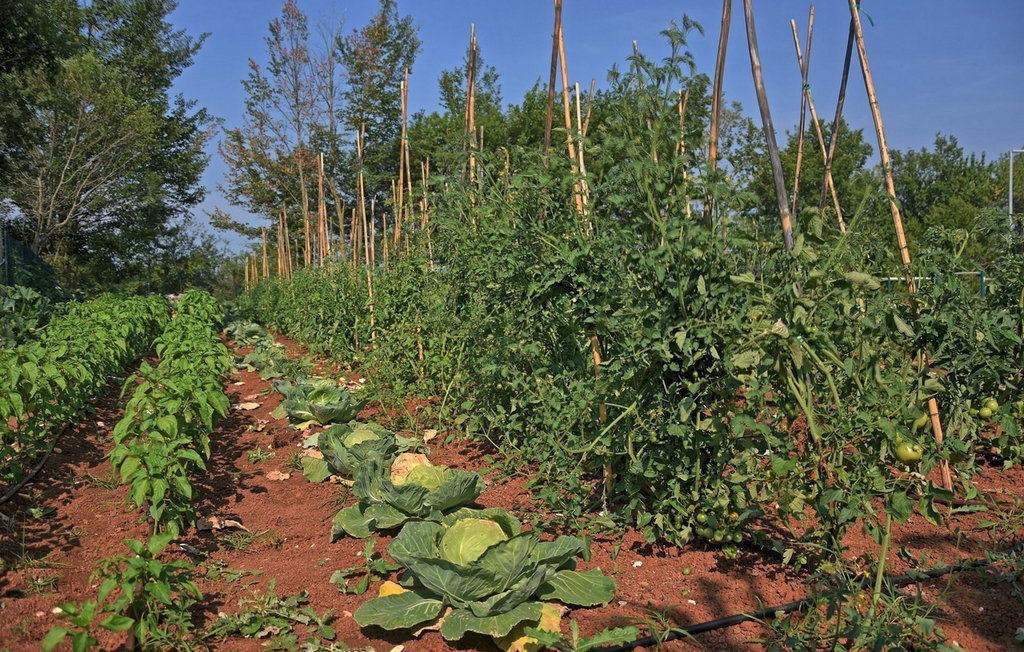 Ferienhaus - Kanfanar , Kroatien - CLI450 25
