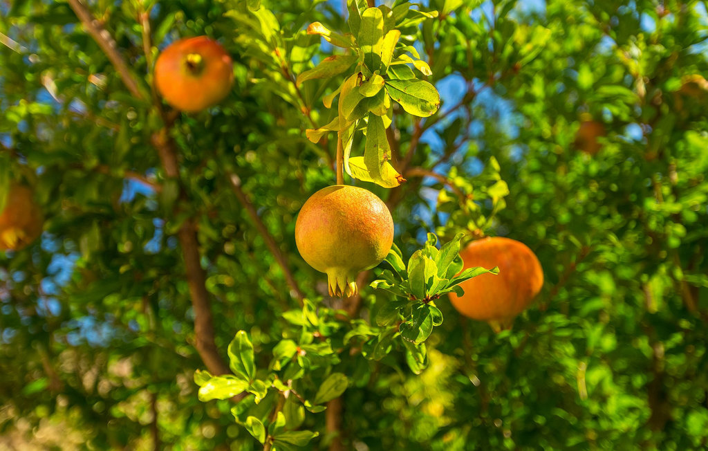 Ferienhaus - Visnjan-Kastelir , Kroatien - CLI568 28