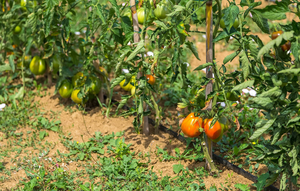 Ferienhaus - Pazin-Karojba , Kroatien - CLI705 18