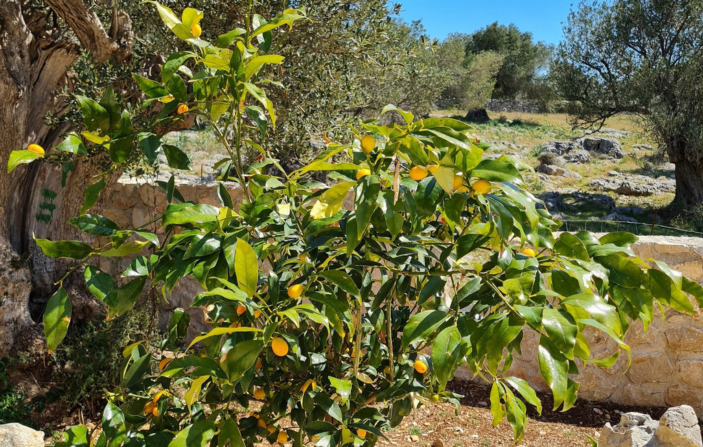 Ferienhaus - Jakisnica , Kroatien - CLK026 23
