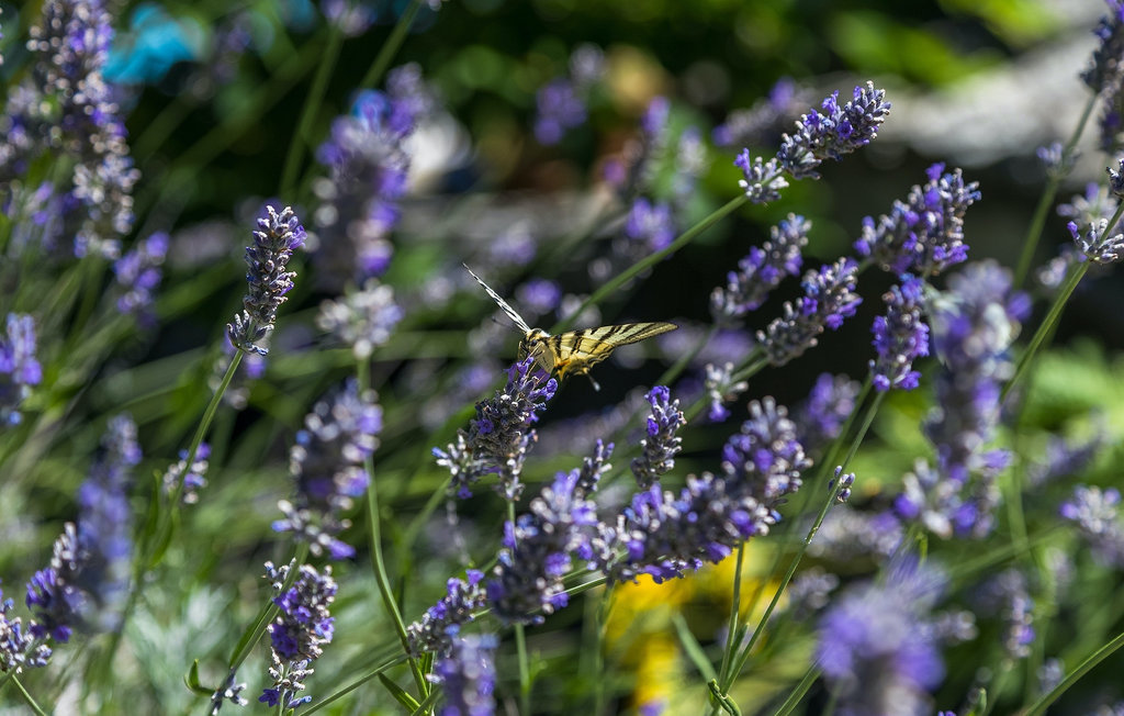 Feriehus - Umag , Kroatia - CLS284 30