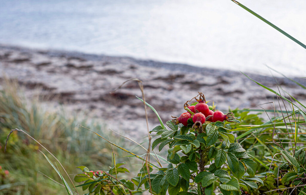 Ferienhaus - Fuglsø Strand , Dänemark - D23004 22
