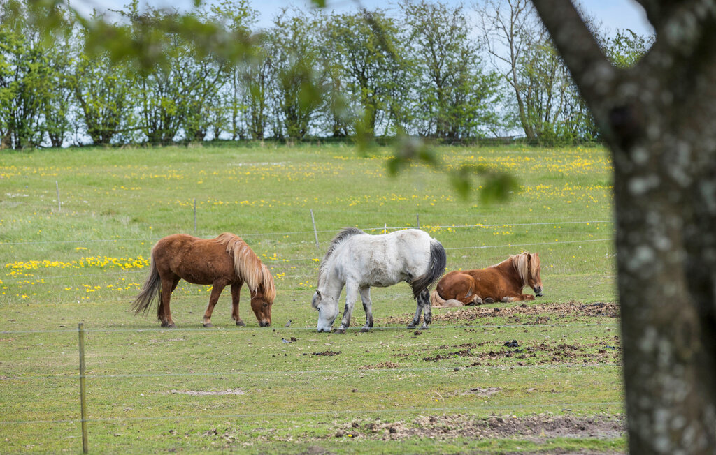 Ferienwohnung - Ebdrup , Dänemark - D44033 9