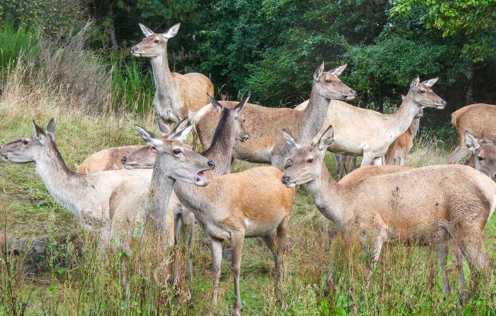Ferienwohnung - Fjellerup , Dänemark - D74201 17