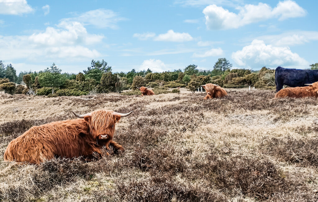 Ferienhaus - Udbyhøj , Dänemark - D78022 21
