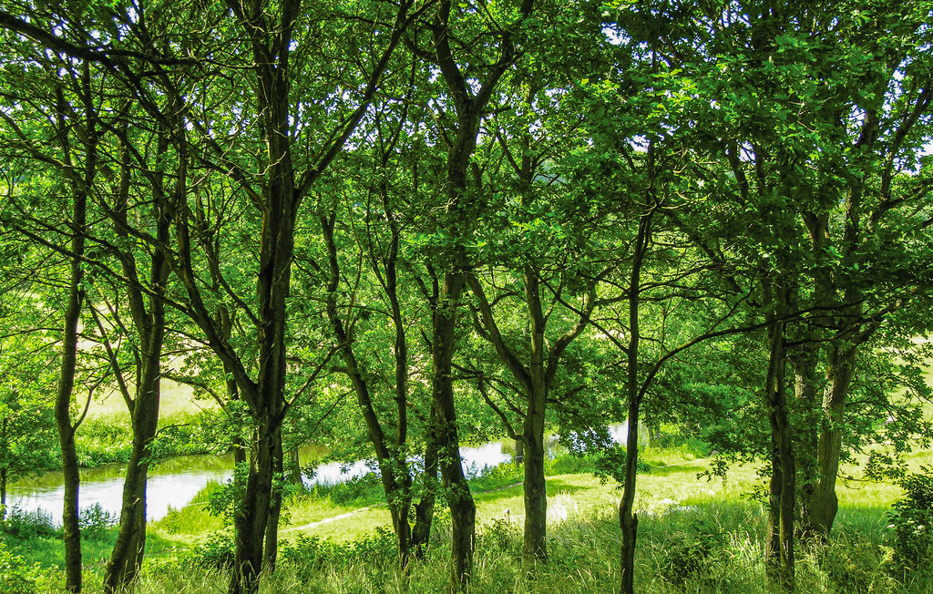 Ferienhaus - Østbirk , Dänemark - D80233 7