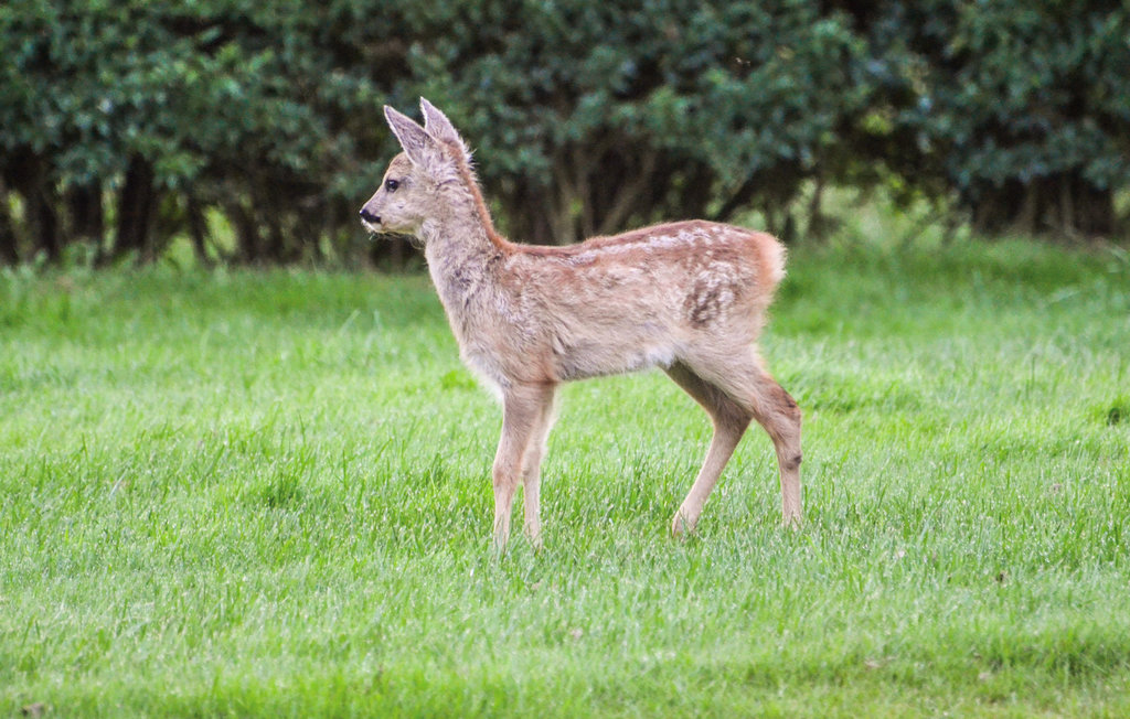 Feriehuse - Silkeborg , Danmark - D82147 22
