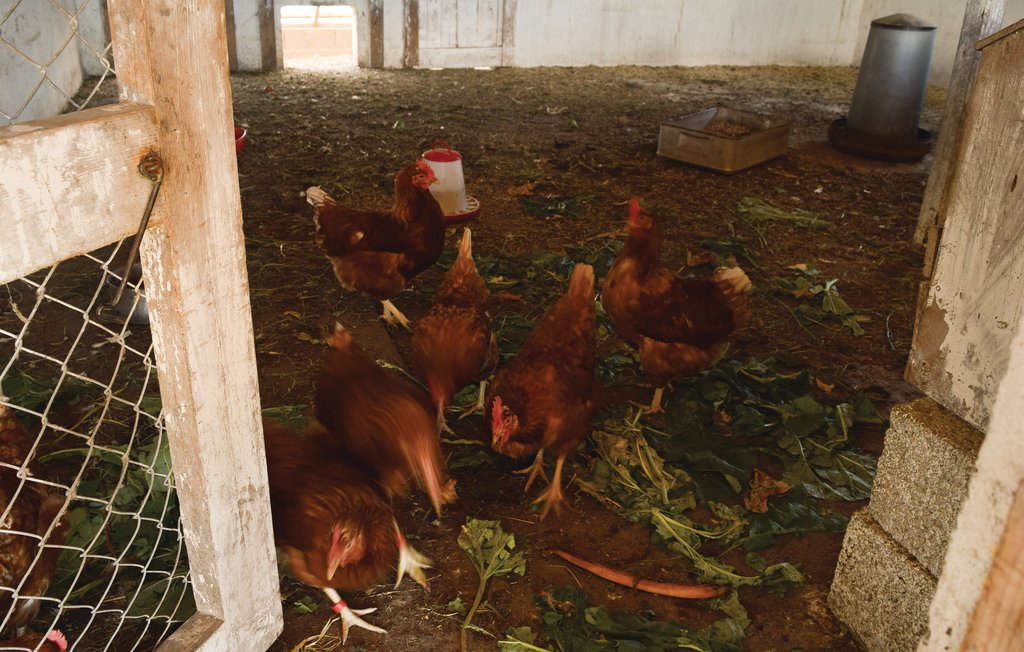 Lejlighed - Juelsminde , Danmark - D87118 19