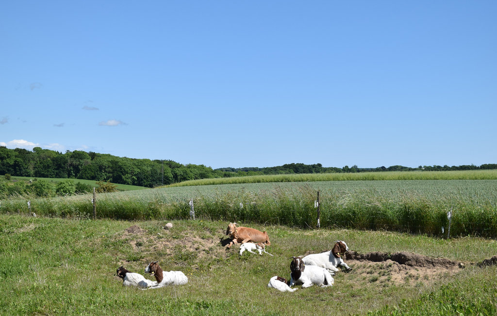 Ferieleilighet - Juelsminde , Danmark - D87018 18