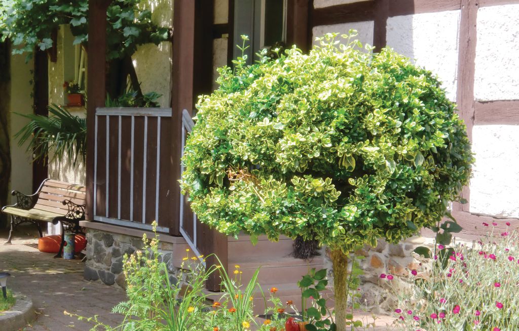 Ferienhaus - Dankerode , Deutschland - DAN124 5