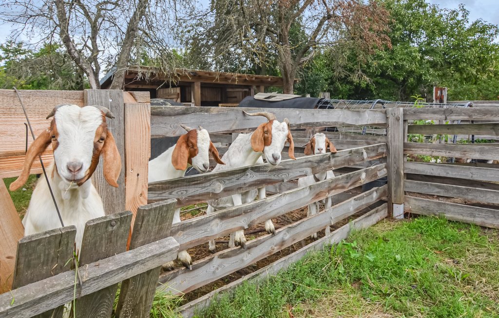 Feriehus - Heideblick , Tyskland - DBB556 7