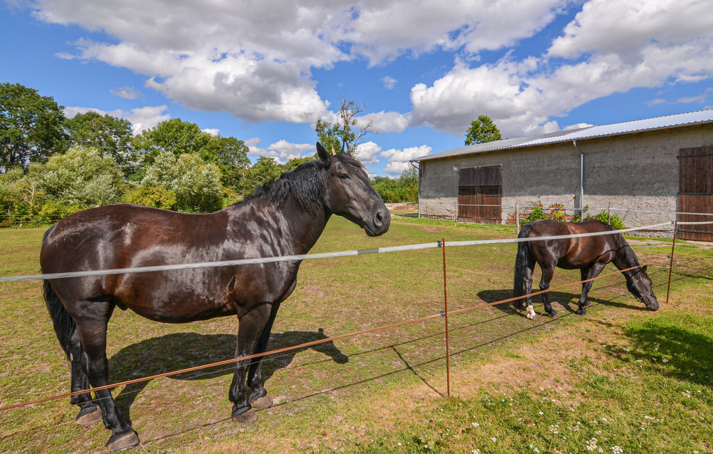 Ferieleilighet - Uckerland , Tyskland - DBB162 12