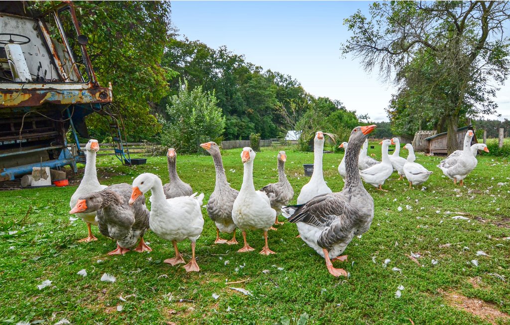 Feriehus - Heideblick , Tyskland - DBB556 11