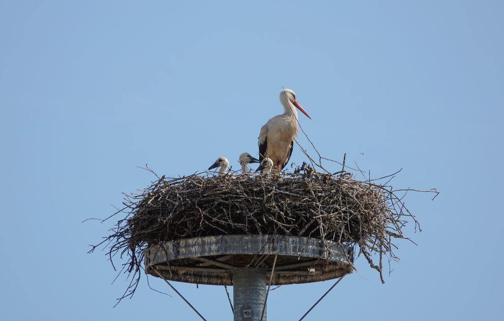Feriehus - Himmelblau, Zerpenschleuse , Tyskland - DBB480 21