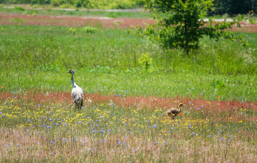 Feriehus - Himmelblau, Zerpenschleuse , Tyskland - DBB480 27