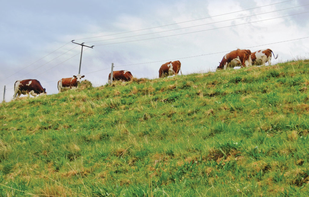 Feriehuse - Schwarzwald - St. Märgen , Tyskland - DBW002 20