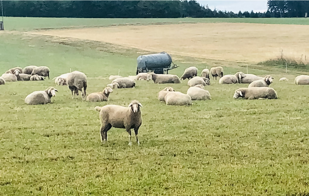 Feriehuse - Eifel , Tyskland - DEI182 36