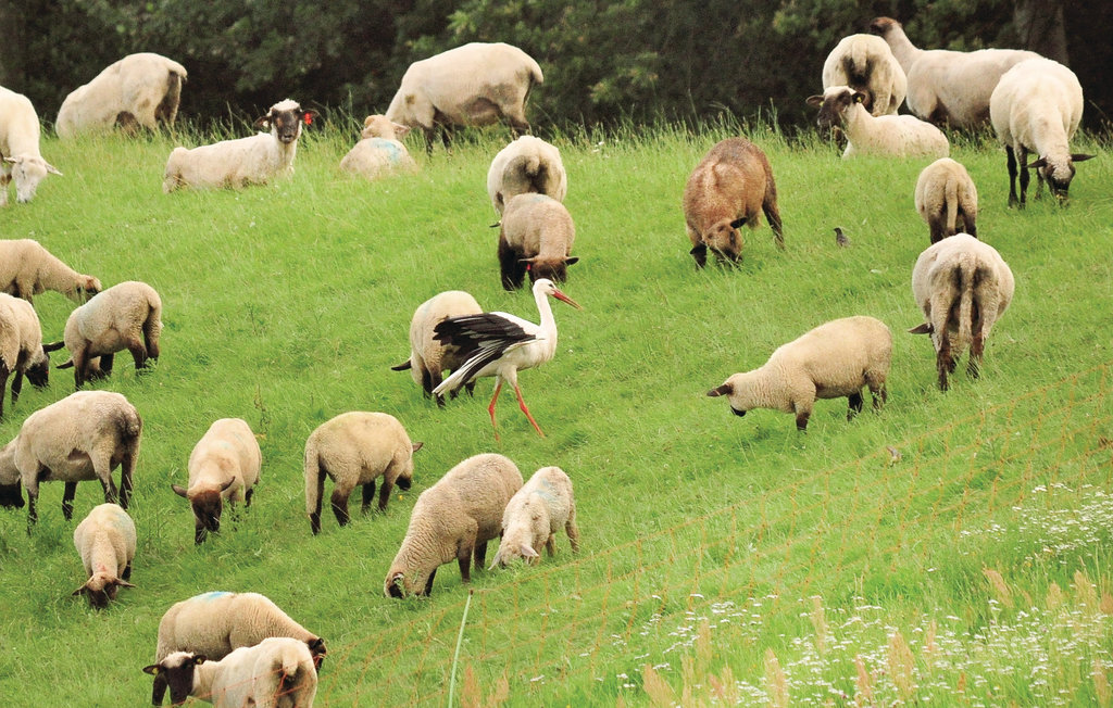 Ferienhaus - Bleckede , Deutschland - DLH122 37
