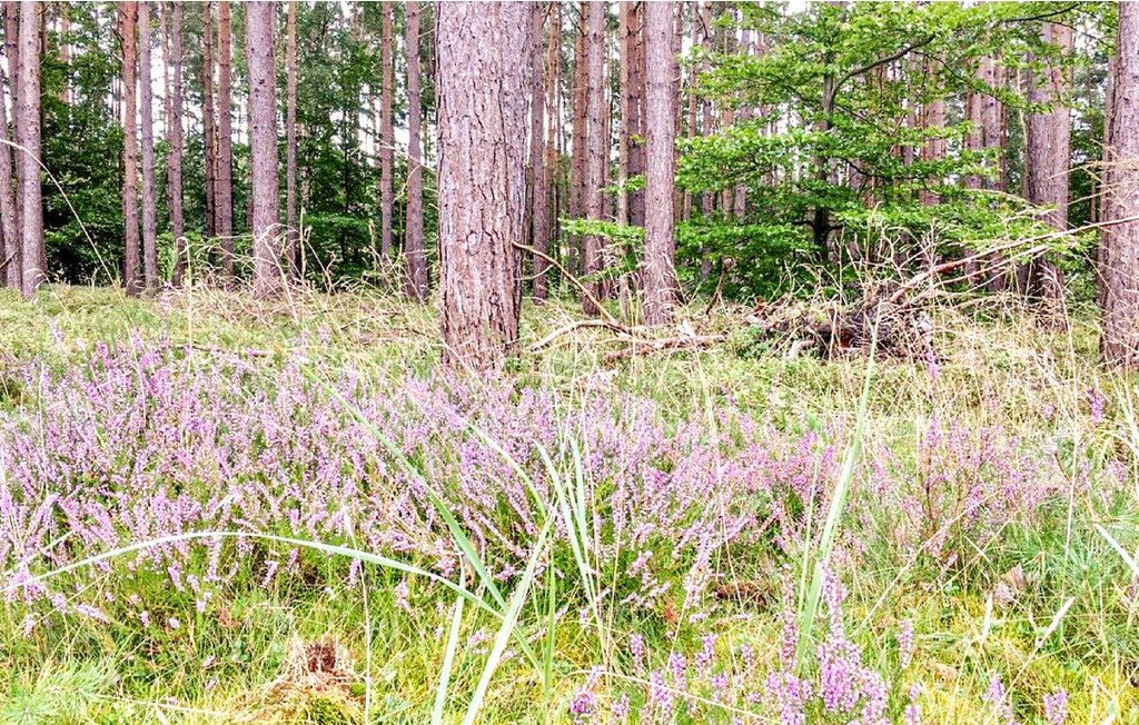 Ferieleilighet - Graal-Müritz , Tyskland - DMK656 24