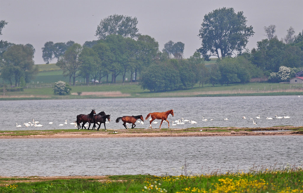 Semesterlägenhet - Insel Poel , Tyskland - DMK876 25