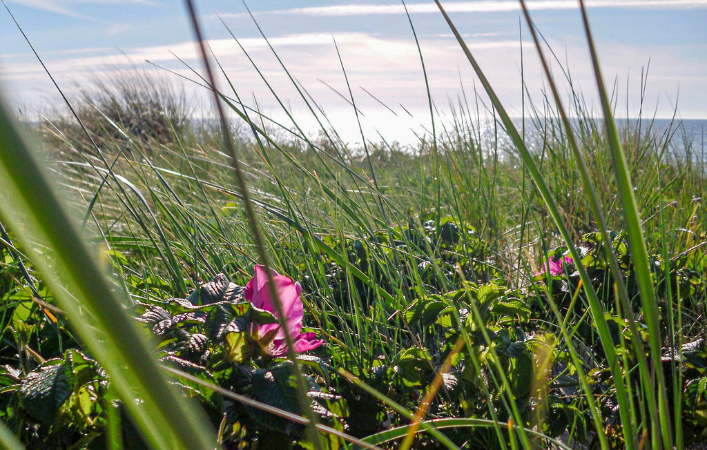 Ferieleilighet - Graal-Müritz , Tyskland - DMK720 22