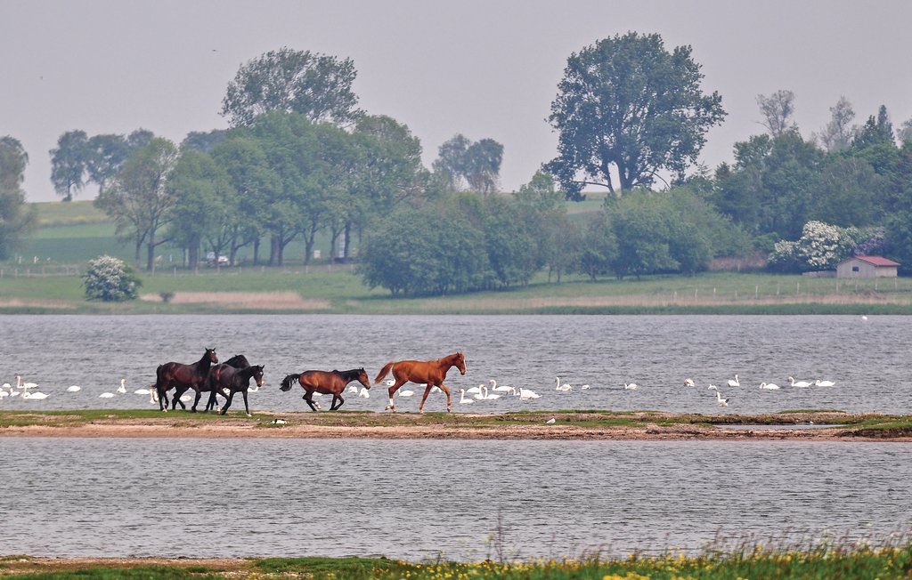 Feriehus - Insel Poel/Timmendorf , Tyskland - DMK279 22