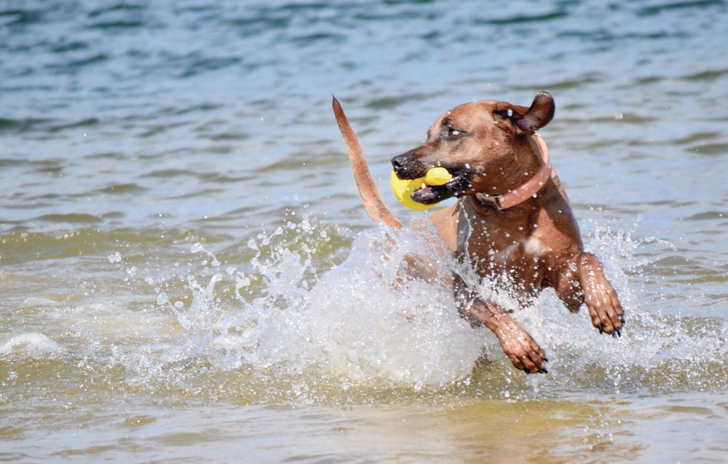 Ferieleilighet - Graal-Müritz , Tyskland - DMK656 19