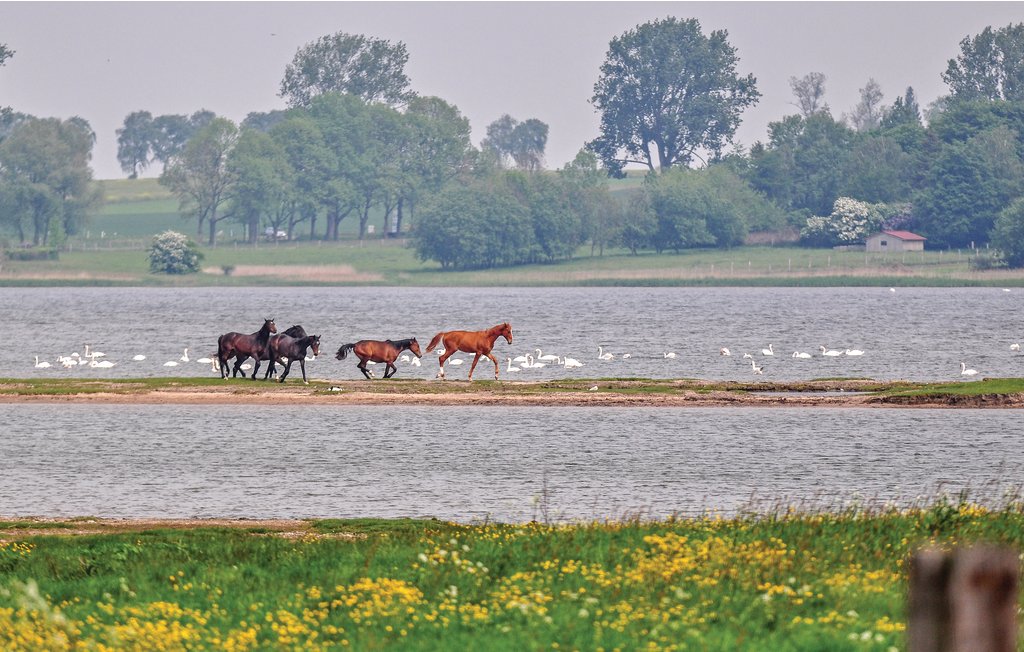 Ferieleilighet - Insel Poel , Tyskland - DMK668 31